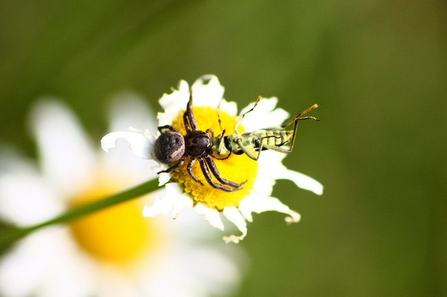 Xysticus sp.